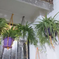 گل های طبیعی|گل و گیاه طبیعی|محمدیه-قزوین, |دیوار