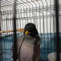 مرغ مینا سخنگو  با قفس|پرنده|اسلام‌شهر, شهرک سعیدیه|دیوار