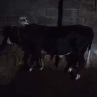 جوانه فروشی