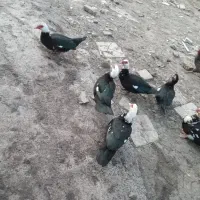 اردک اسرائیلی