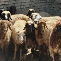 ۱۸عددگوسفند ابستن جوان داشت