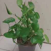 گل زیبا