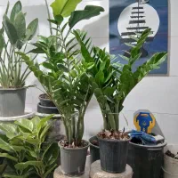 نخل نیکولای