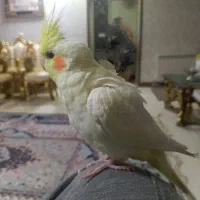 عروس هلندی 2ماهه