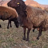 قوچ همو|حیوانات مزرعه|ماهنشان, |دیوار