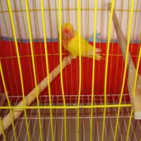 طوطی برزیلی کاملا سالم