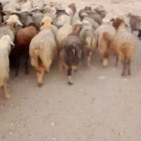 فروش 55راس میش ترکی بختیاری آبستن|حیوانات مزرعه|جره و بالاده, |دیوار
