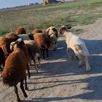 توقلی نر گوسفند پروار ی نر بره قزل افشار