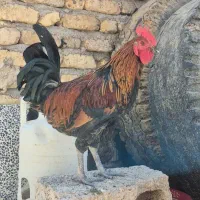جوجه خروس محلی اصل به شرط|حیوانات مزرعه|شیراز, تاچارا|دیوار