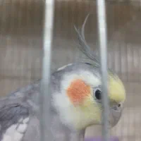 پرنده فروشی، قفس ،پرنده ، کفتر ،عروس هلندی