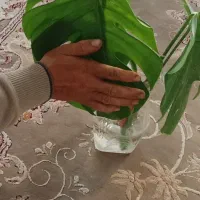 قلمه انجیری