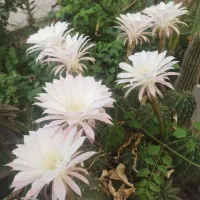 تور گلابگیری