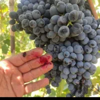 انگور ذغالی سردشت و شانی اصل اصل|عمدهفروشی|شیراز, دکتر حسابی|دیوار