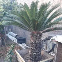 گل سیکاس بزرگ و زیبا با تنه یک متری|گل و گیاه طبیعی|مزرعه کتول, |دیوار