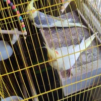 عروس هلندی لوتینو مولد