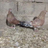 کله ای امیدیه