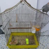 عروس هلندی دستی|پرنده|قم, پردیسان|دیوار