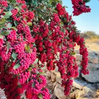 فروش نهال زرشک ۲ساله و ۳ساله|خدمات باغبانی و درختکاری|قائن, |دیوار