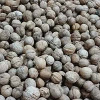 گردوتازه و روغنی خشک