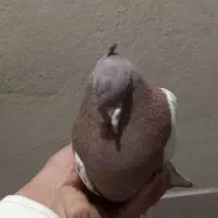 پلاکی و بهبونی و کفتر رایگان|پرنده|شیراز, انجیر|دیوار