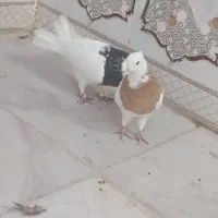 دو عدد طوقی گرفتنی صفت|پرنده|اهواز, فتح|دیوار