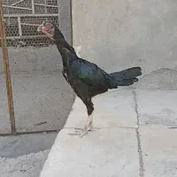 مرغ ذات دار|پرنده|بندرعباس, |دیوار