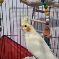 عروس هلندی.طوطی.|پرنده|شیروان (لرستان), |دیوار