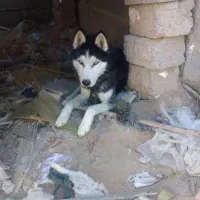 هاسکی چشم یخی