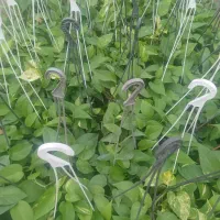پتوس سبز سطل سه تعداد۲۰۰گلدونه