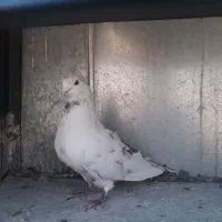 کبوتر نر و ماده|پرنده|تهران, یافت آباد شمالی|دیوار