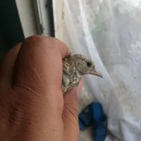 سهره|پرنده|مبارکه, |دیوار