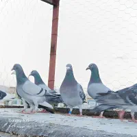 یهودی. دسته سبز کوهی|پرنده|شیراز, شهرک قمشه|دیوار