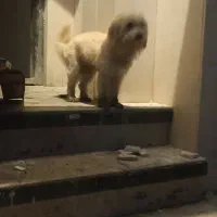 سگ پامر|سگ|امامزاده عبدالله, |دیوار