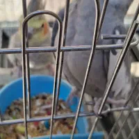 عروس هلندی|پرنده|ایلام, |دیوار