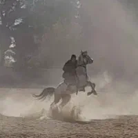 اسب ۶ دونگ بجنگ  سواری دار عرب خالص پر خون