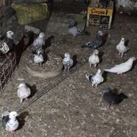 کبوتر دونه ای ۱۰۰|پرنده|محمدشهر, |دیوار