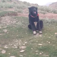 واگذاری سگ گله ای دهن پاک|سگ|چنارود, |دیوار