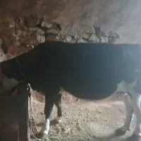 گاو نوین درجه یک|حیوانات مزرعه|سارال, |دیوار