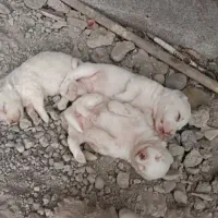 سگ پاکوتاه نژاد شی واوا|سگ|خان ببین, |دیوار