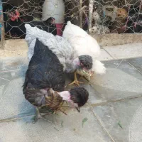 مرغ کاکلی گردن لخت|حیوانات مزرعه|جوین, |دیوار