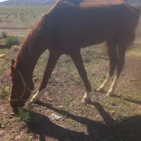 اسب نریون ترکمن