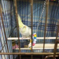 جفت مولد سخنگو عروس هلندی|پرنده|تهران, دولاب|دیوار