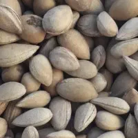 الوک ،بادام کوهی ،مژک،بخورک،