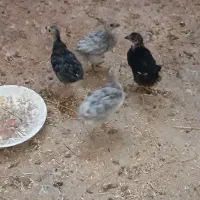 جوجه گلین