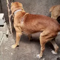 سگ افغان|سگ|نکا, |دیوار