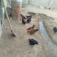 مرغ خروس|حیوانات مزرعه|جوادآباد, |دیوار