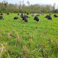 بوقلمون وخروس|حیوانات مزرعه|سنگر, |دیوار