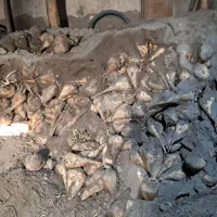 چغندر|عمده‌فروشی|بشاریات, |دیوار