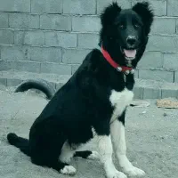 توله قدرجونی