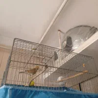 قناری نر ریزه خوان سالم